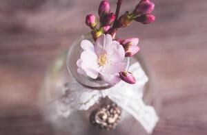 桜の花言葉には怖い意味がある 噂の真相と諸説について徹底調査 ニーズカフェ